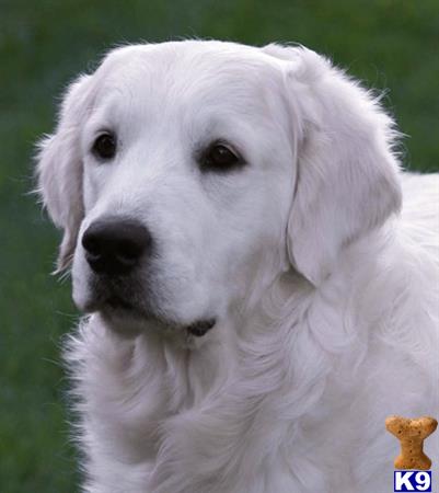 a white golden retriever dog with a yellow toy in its mouth