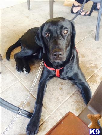 a black labrador retriever dog on a leash