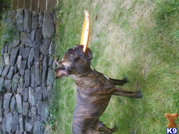 a boston terrier dog with a carrot in its mouth