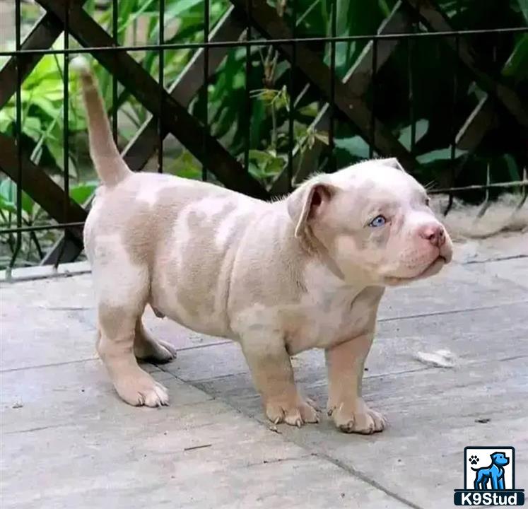 a small white american bully puppy