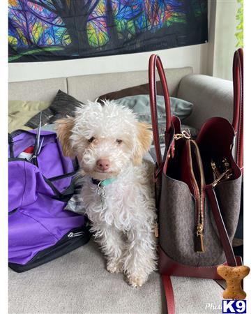 a poodle dog sitting in a chair