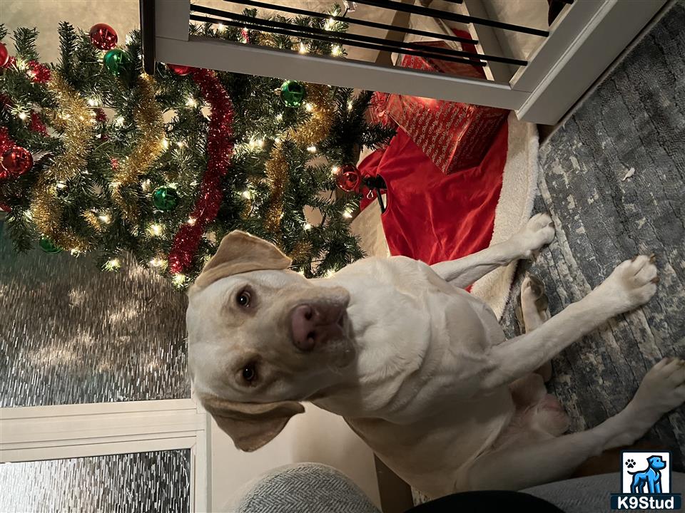 a labrador retriever dog wearing a hat