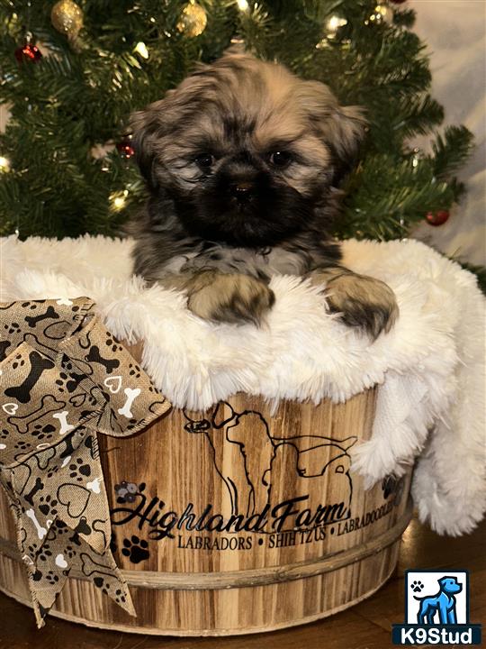 a shih tzu dog lying on a pumpkin