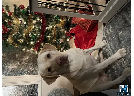 a labrador retriever dog wearing a hat