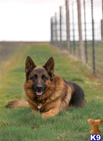 a german shepherd dog lying in the grass