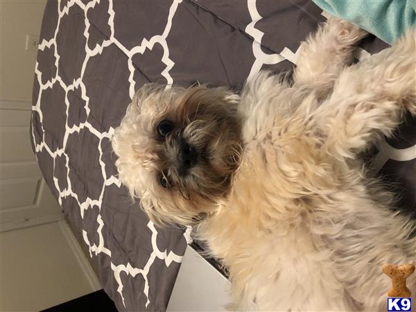 a shih tzu dog lying on a bed