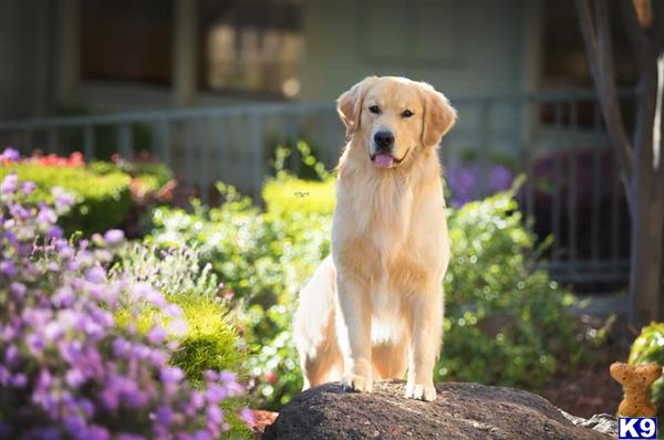 a golden retriever dog standing on a rock