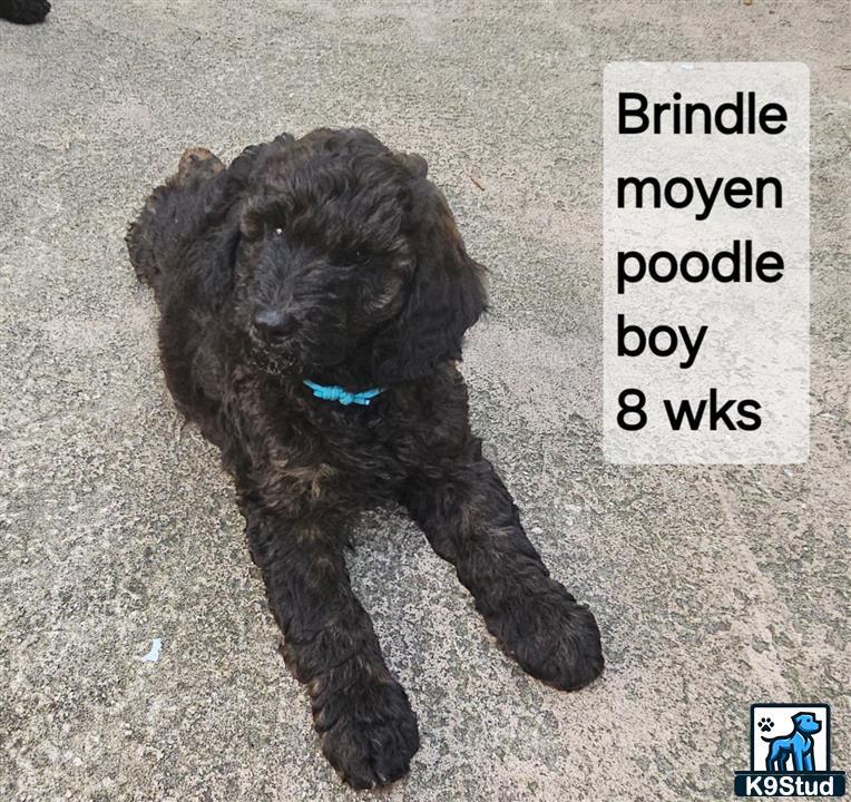 a poodle dog lying on the ground