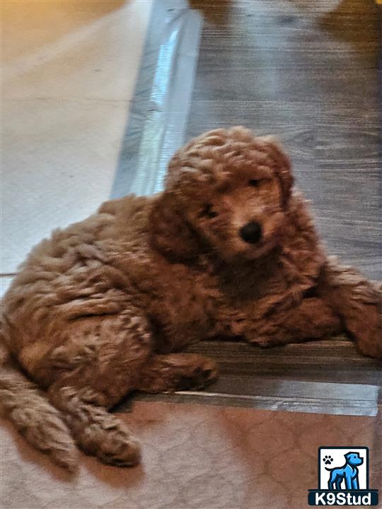 a poodle dog lying on a wood floor