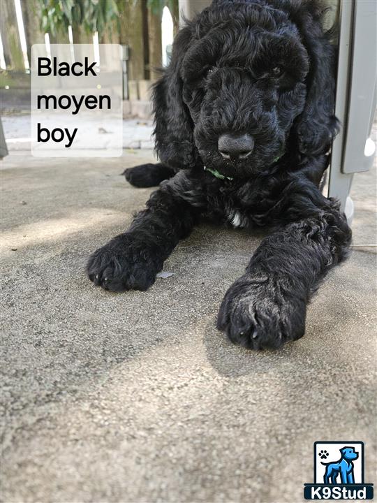 a black poodle dog lying on the ground