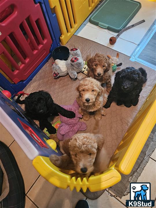 a group of poodle dogs on a yellow toy