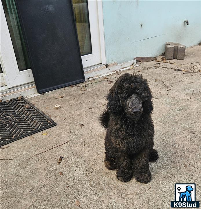 a poodle dog sitting on the ground