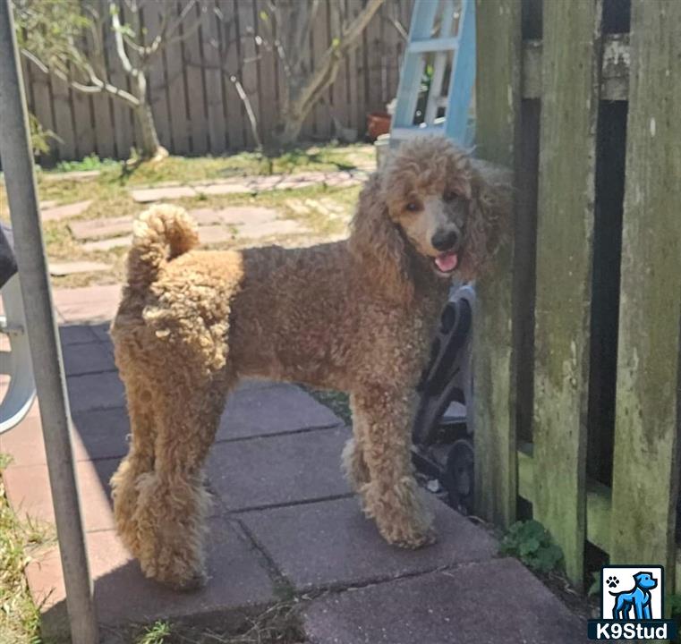 a poodle dog standing on a patio