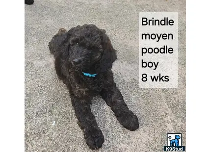 a poodle dog lying on the ground