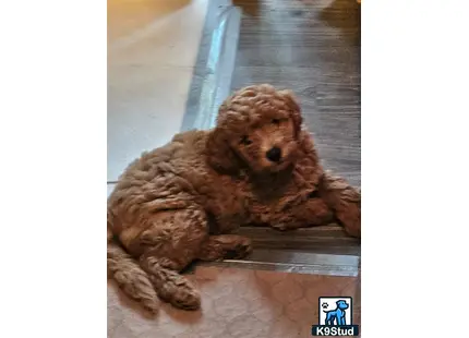 a poodle dog lying on a wood floor