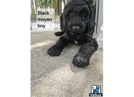 a black poodle dog lying on the ground