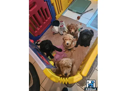 a group of poodle dogs on a yellow toy