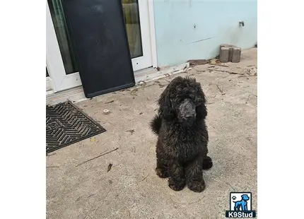 a poodle dog sitting on the ground