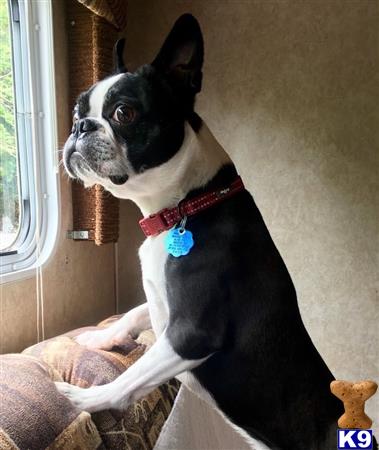 a boston terrier dog sitting on a couch