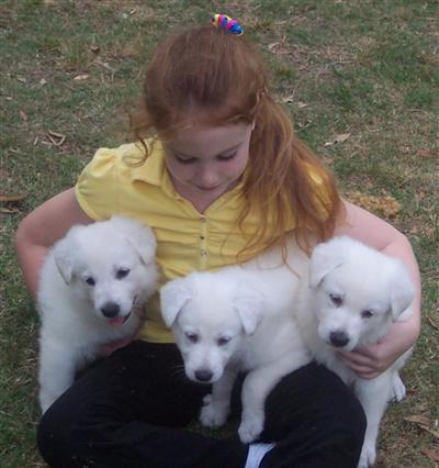 a person holding a group of white german shepherd dogs