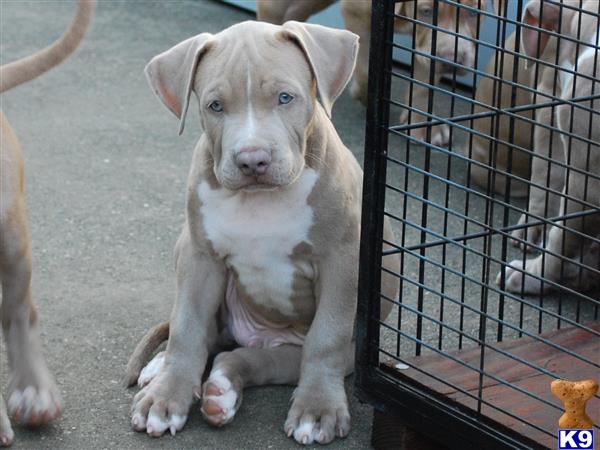 a american pit bull dog sitting in a cage