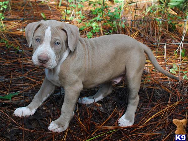 a american pit bull puppy standing on the ground