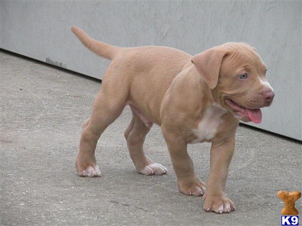 a american pit bull puppy standing on pavement