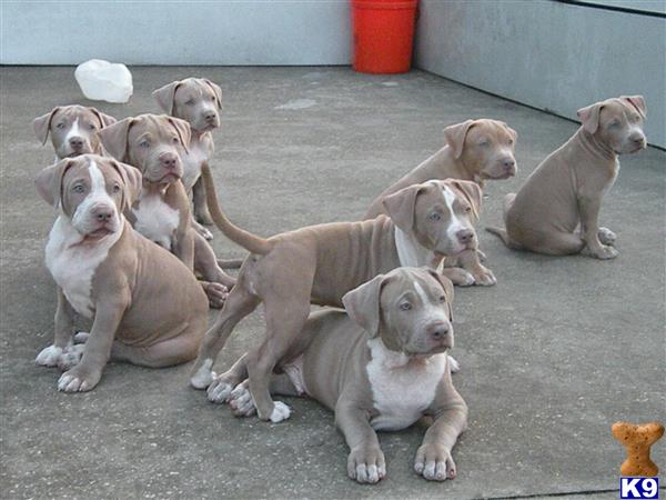 a group of american pit bull puppies sitting on the ground