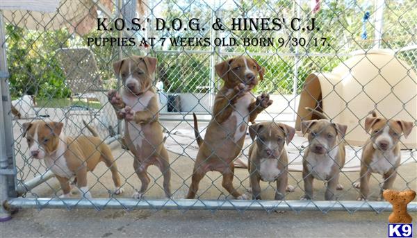 a group of american pit bull dogs behind a fence