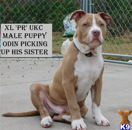 a american pit bull dog sitting on the ground