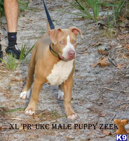 a american pit bull dog on a leash