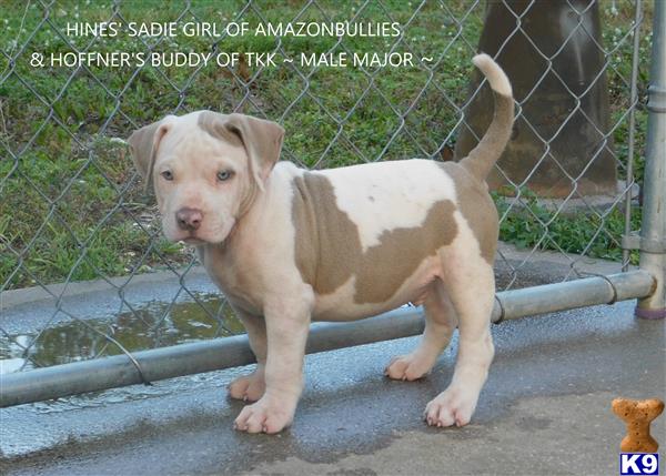 a american pit bull dog standing on a metal surface