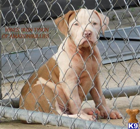 a american pit bull dog sitting on a fence