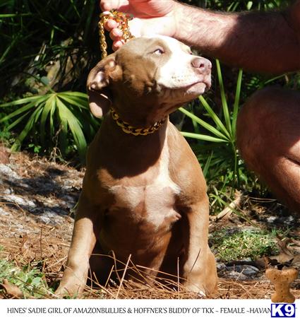 a american pit bull dog sitting on the ground