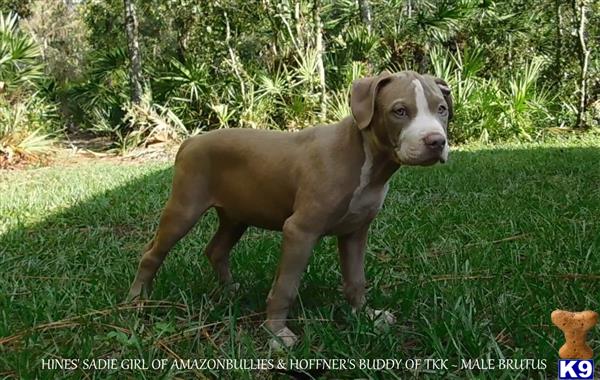 a american pit bull dog standing in a grassy area