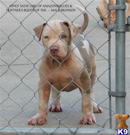 a american pit bull dog standing on a metal fence