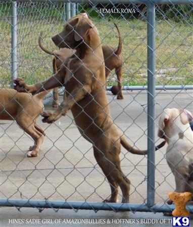 a group of animals jumping over a fence