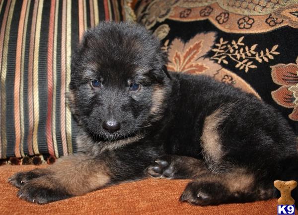 a black german shepherd puppy lying on a couch