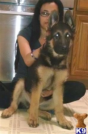 a woman sitting with a german shepherd dog