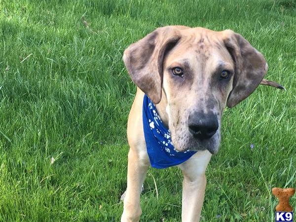 a great dane dog standing in grass