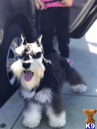 a miniature schnauzer dog sitting on a car