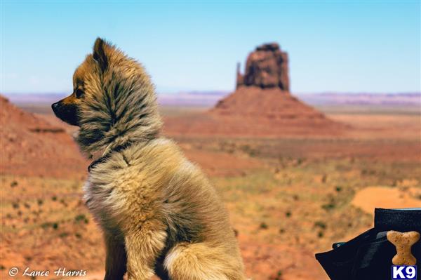 a pomeranian dog sitting in a desert