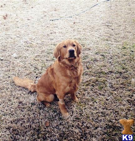 a golden retriever dog sitting on the ground