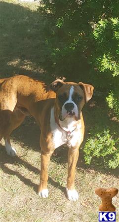a boxer dog standing outside