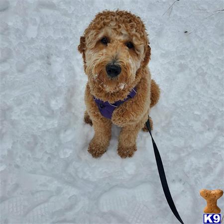 a goldendoodles dog on a leash in the snow