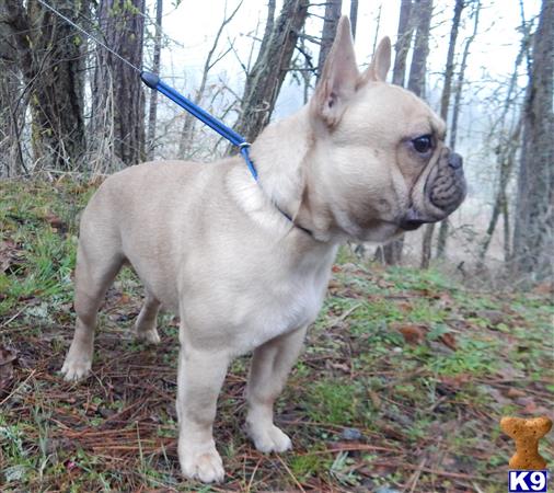 a french bulldog dog on a leash