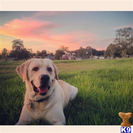 a labrador retriever dog sitting in a grassy field