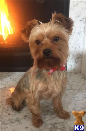 a yorkshire terrier dog sitting on a rug