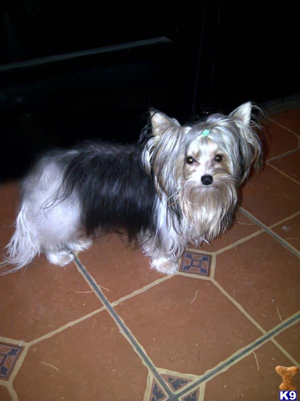 a biewer yorkshire terriers dog sitting on a tile floor