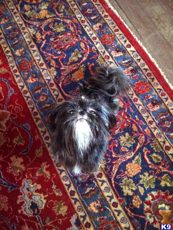 a shih tzu dog sitting on a rug